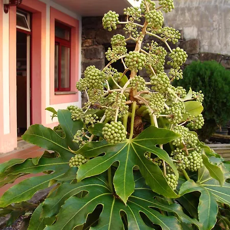 アパルタメントス トゥリスティコス ベルデマール