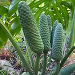 شقة فندقية Turisticos Verdemar 4*