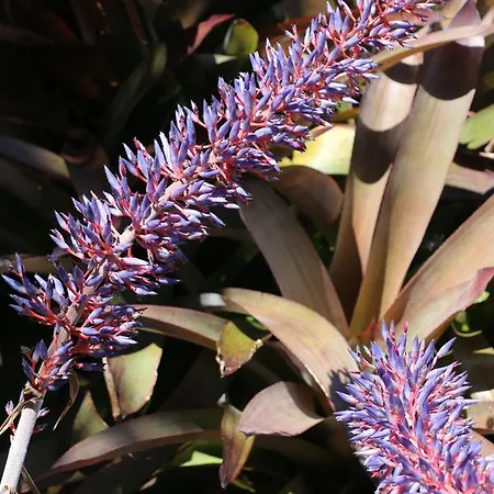 Aparthotel Turisticos Verdemar 4*