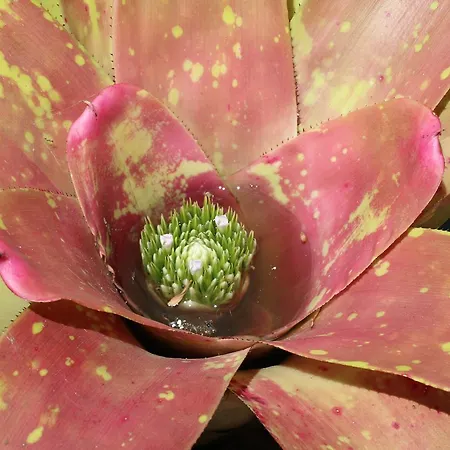 Appart hôtel Turisticos Verdemar