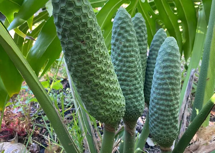 Aparthotel Turisticos Verdemar 4*