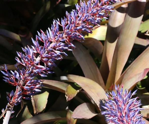 Aparthotel Turisticos Verdemar 4*