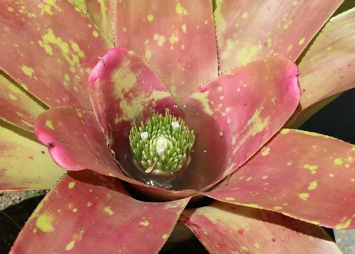 Aparthotel Turisticos Verdemar